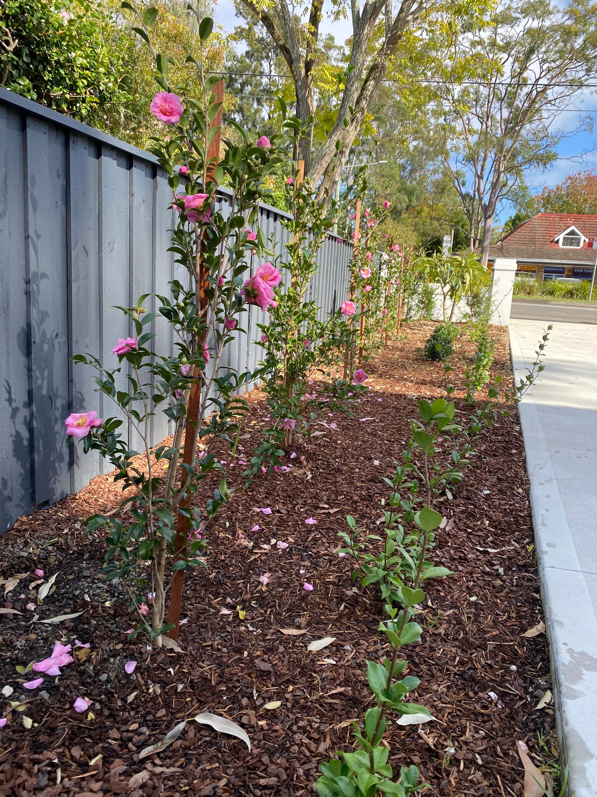 Kayssa landscape design project 39 in Western Sydney
